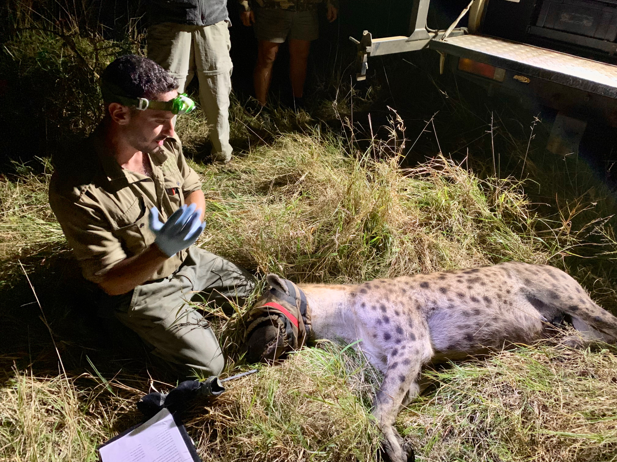 Axel taking measurements on sedated Hyena